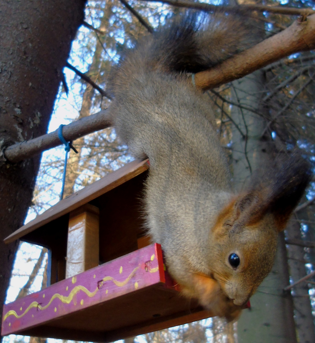 DSC04584 (642x700, 508Kb)