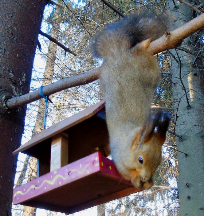 DSC04596 (664x700, 523Kb)