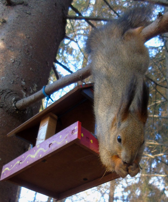 DSC04612 (583x700, 440Kb)