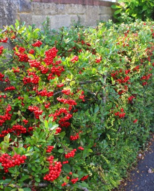 6032945_Plantprofilepyracantha17317x393 (317x393, 70Kb)