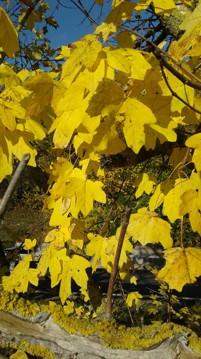 20191107_102753_resized (393x700, 165Kb)