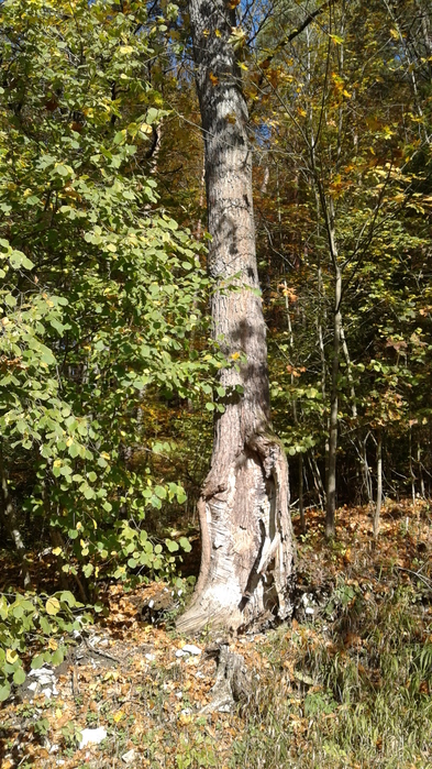 20191028_124138 (393x700, 276Kb)