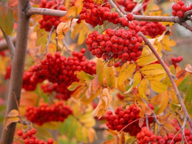 c9e44b71c6f9a10e98efbbb1d6ba6c01 (640x480, 55Kb)