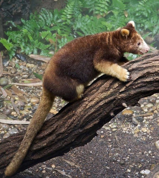 amazinganimals02 (624x700, 157Kb)