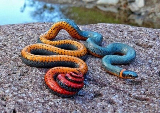 Королевская ошейниковая змея с разноцветными кольцами (660x467, 82Kb)