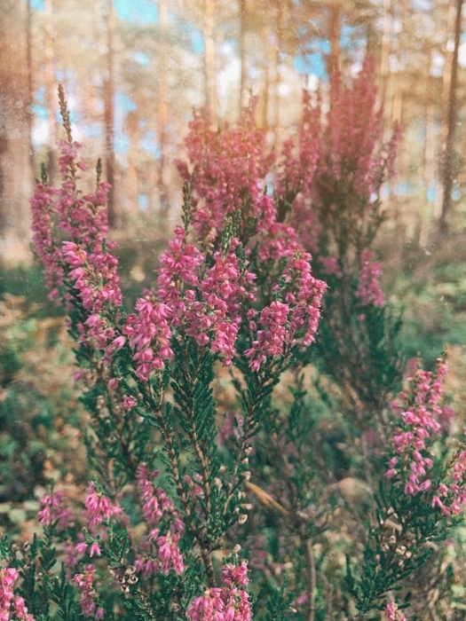 3215701_ACS_1124 (525x700, 303Kb)