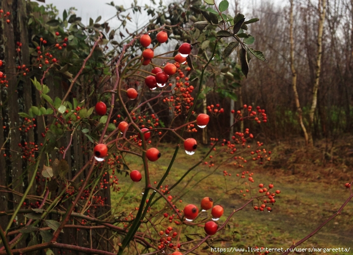 IMG_9763 (700x507, 337Kb)