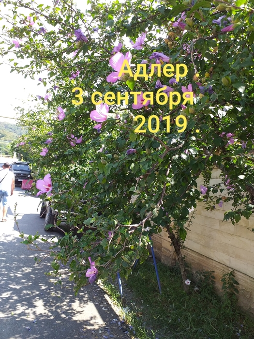 20190904_053401 (525x700, 390Kb)