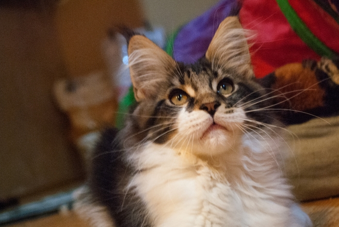 3546050_DSC_0116 (700x468, 221Kb)