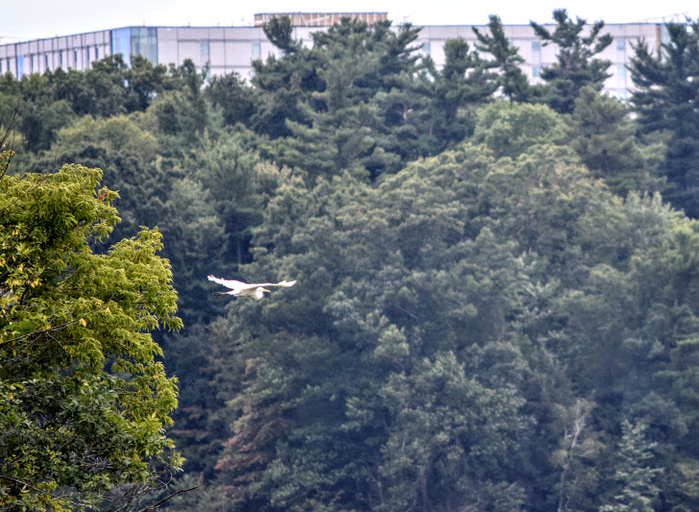 s12a (700x512, 475Kb)