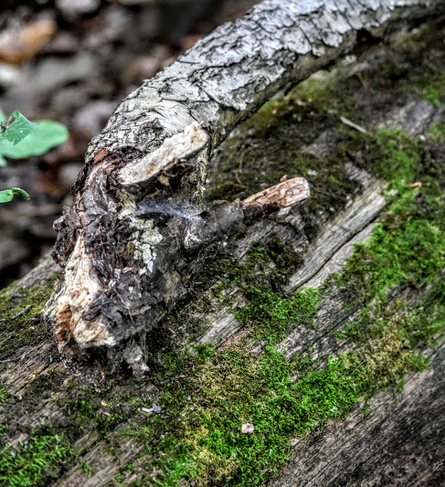 s18 (487x533, 290Kb)