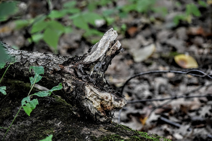 s18b (700x466, 367Kb)