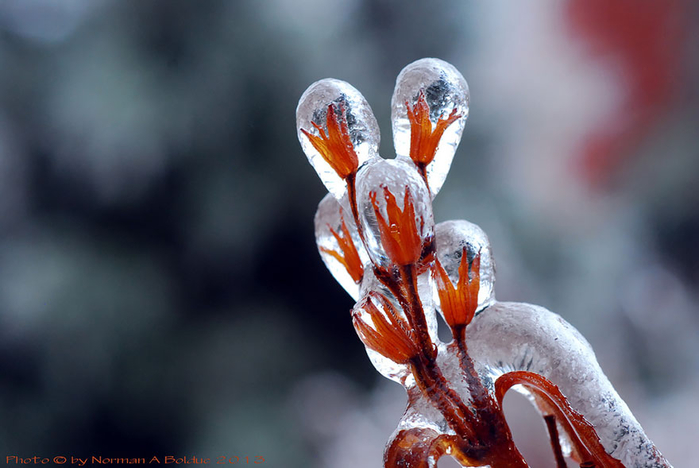 Flower after Ice Storm (700x468, 258Kb)