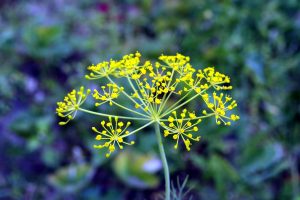 dill-flower-300x200 (300x200, 14Kb)