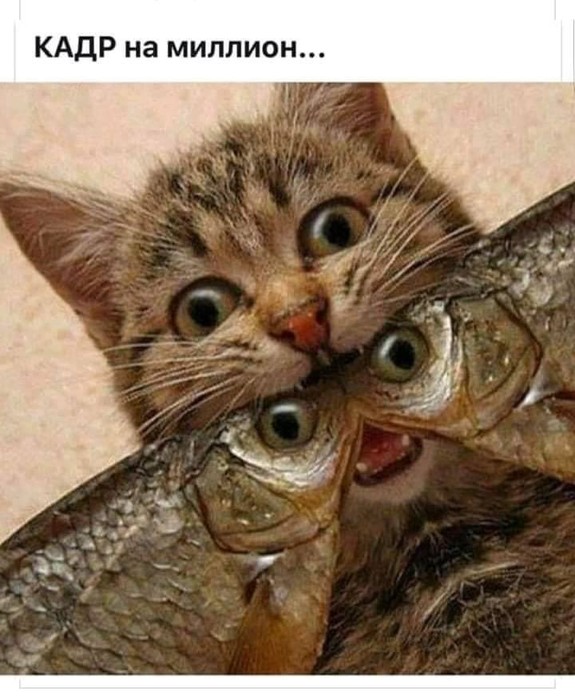 IMG-20191213-WA0023 (575x700, 95Kb)