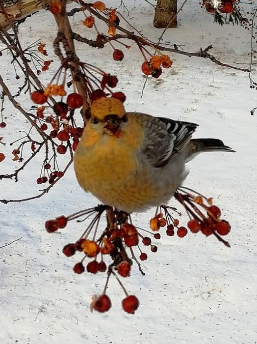 IMG_20191224_204716 (524x700, 427Kb)