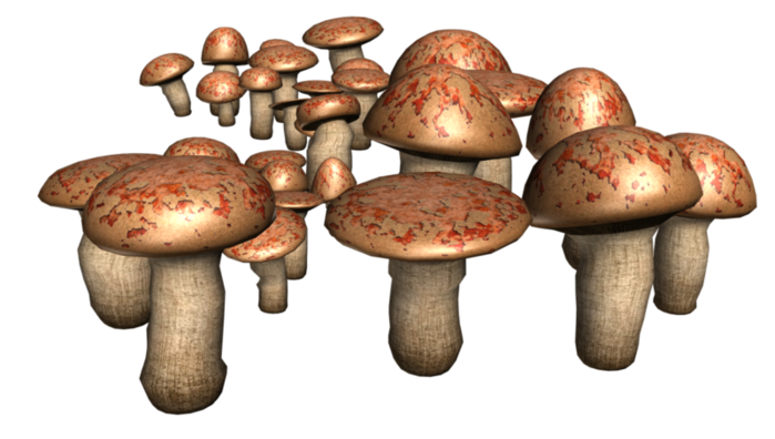 mushrooms011 (700x396, 288Kb)