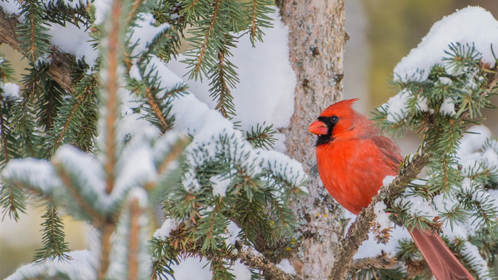 Red-cardinal-bird-branches-tree-snow-winter_1366x768 (700x393, 370Kb)