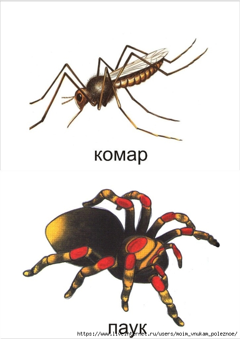 Лексическая тема насекомые картинки