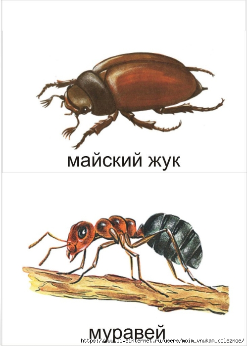 Лексическая тема насекомые картинки