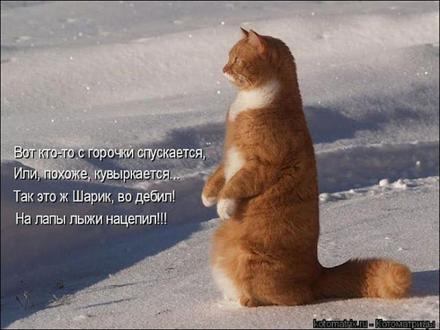 4743317_0kotik_s_gorochki (640x480, 81Kb)