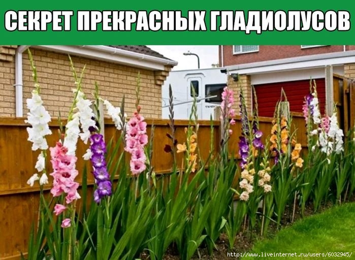 6032945_yUFvE8s0dAw (700x511, 237Kb)