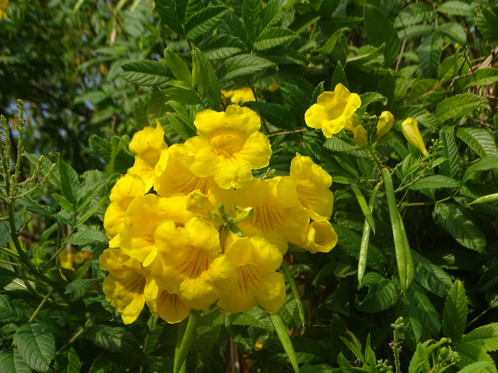 DSC00096 (700x525, 493Kb)
