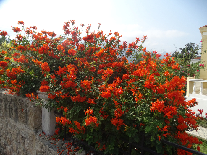 DSC00130 (700x525, 537Kb)