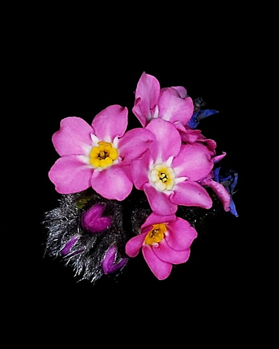 265bd691e285.jpg 5 (700x700, 158Kb)