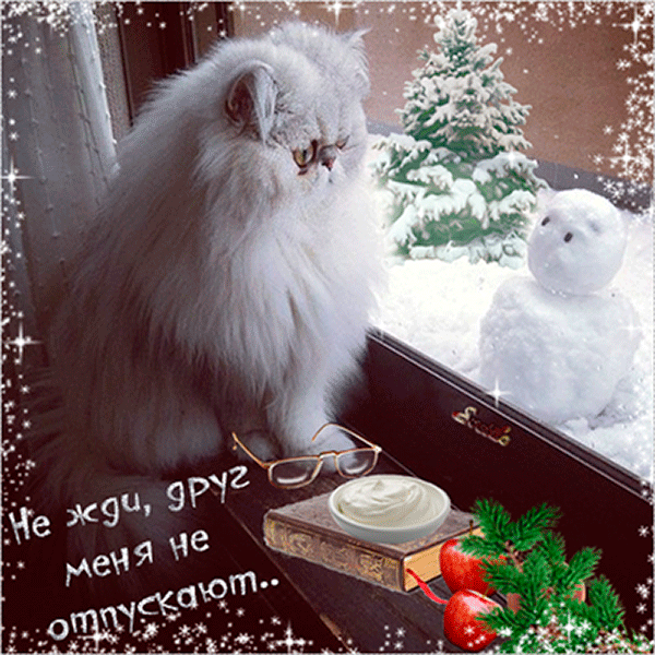 4743317_151350632_belyjpersidskijkot (600x600, 2825Kb)
