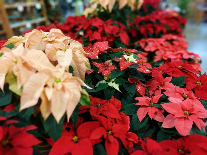 poinsettia-display-800 (700x525, 419Kb)