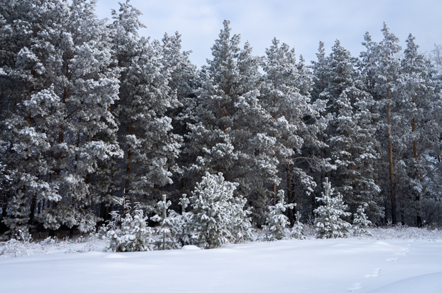DSC02189 (640x425, 383Kb)