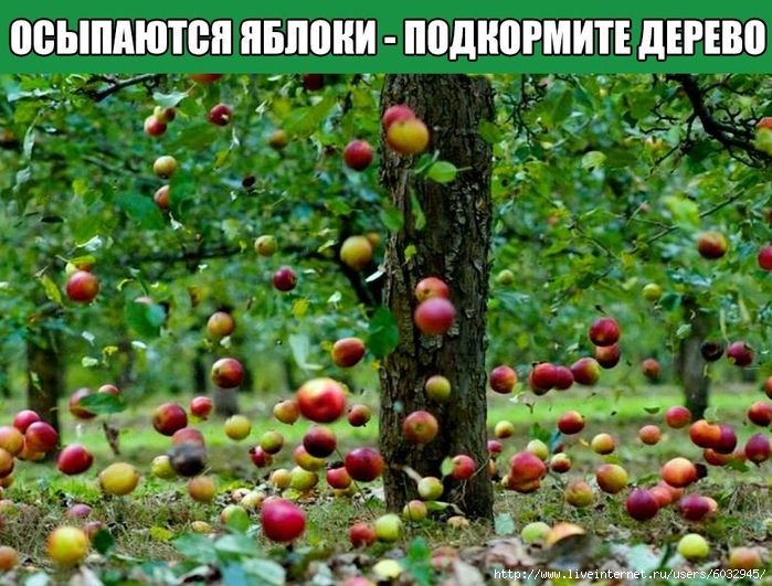✔/6032945_QtaPJMu1YMM (700x531, 269Kb)