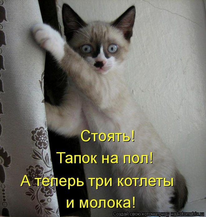 4743317_1541186332_kotomatricy7 (661x700, 82Kb)