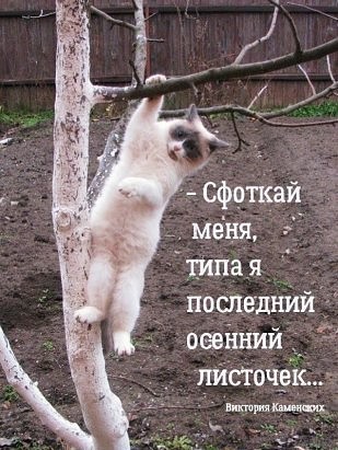 4743317_151427211_h53512 (309x411, 50Kb)