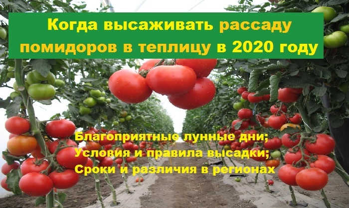 Пересадка помидор в мае 2024. Благоприятные дни в мае для высадки томатов в теплицу. Благоприятные дни для посадки помидор в мае в теплицу. Благоприятные дни посадки помидор в теплицы. Высадка помидор в теплицу в мае.