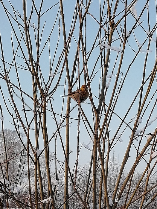 IMG_20200110_180202 (525x700, 512Kb)
