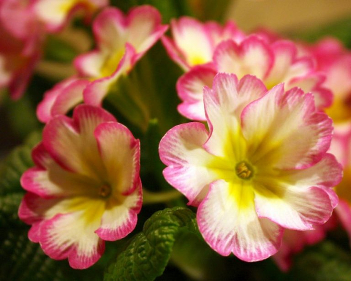 Primula-1-768x614 (700x559, 354Kb)