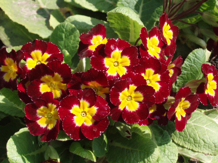 primula-cvetok-s-oranzhevymi-glazkami (700x525, 500Kb)