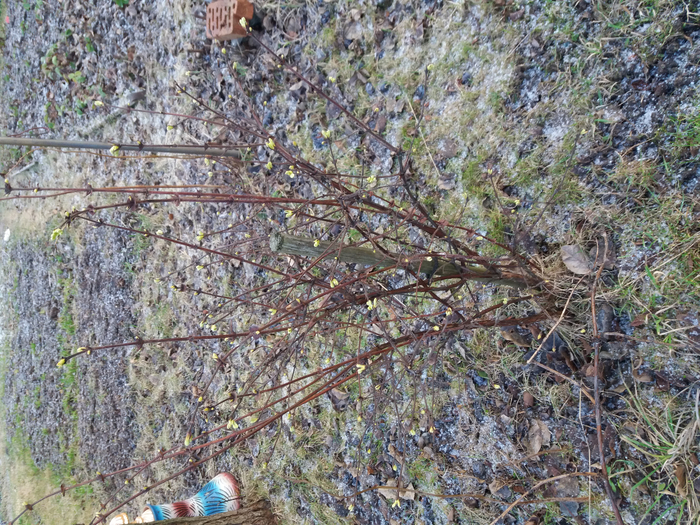 20200125_132049 (700x525, 613Kb)