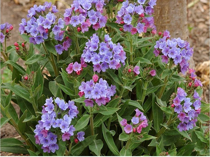 Pulmonaria officinalis