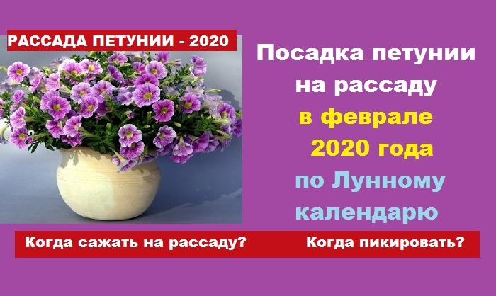 Пин на доске Сад и огород