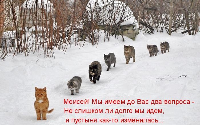 4743317_1298018587_1297411122_kotomatrix_50 (700x439, 107Kb)