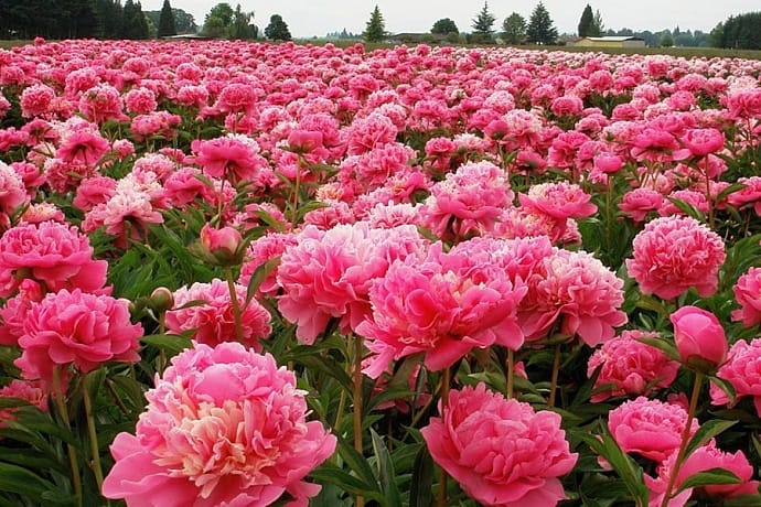 1-30 (690x460, 92Kb)