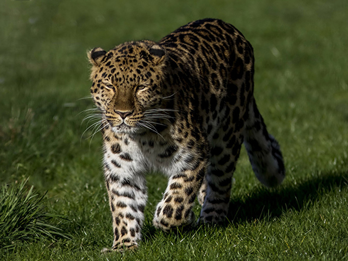 5145824_Big_cats_Leopards_Grass_519556_800x600 (700x525, 188Kb)