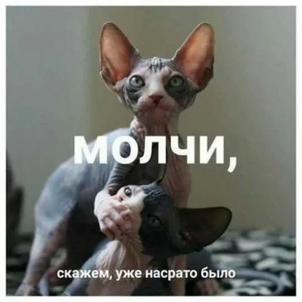 4743317_Koshki (600x600, 54Kb)