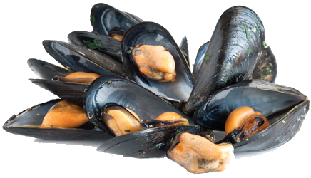 mussel (436x250, 195Kb)
