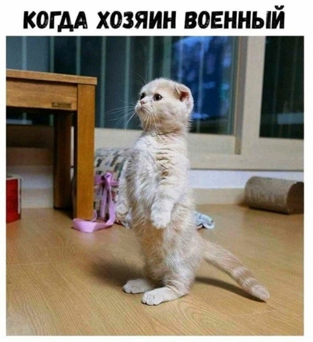4743317_Kot (640x700, 263Kb)