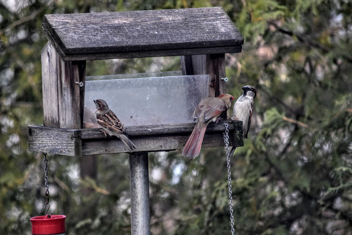 p5d (700x466, 327Kb)