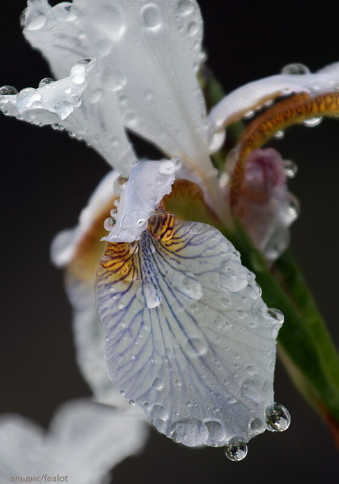 IMG_2452_edit1 (490x700, 80Kb)